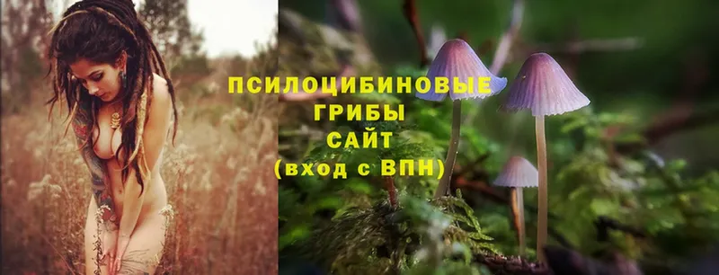 Псилоцибиновые грибы Psilocybine cubensis  Дегтярск 